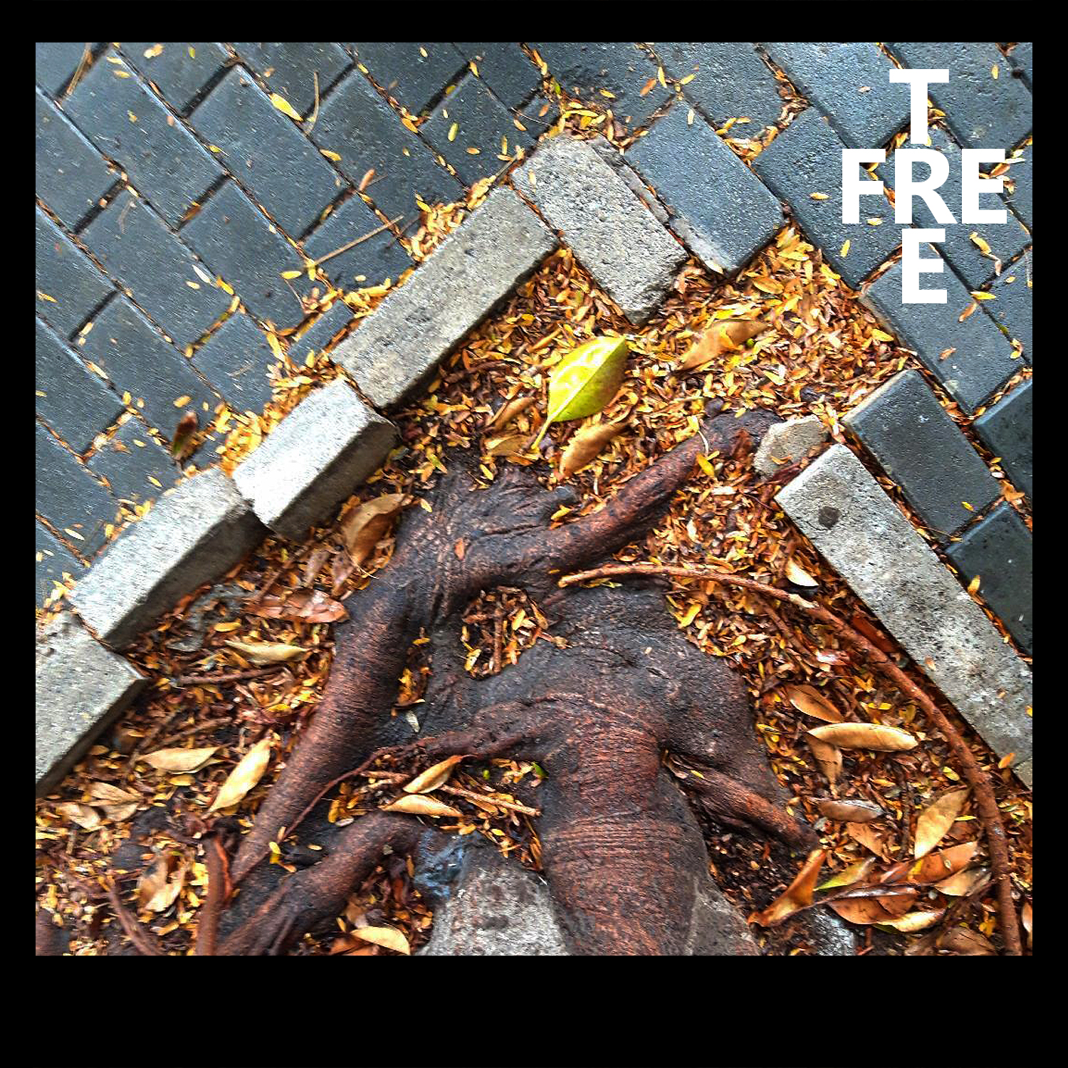 Eva y el ficus Free tree