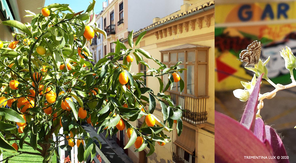 cartas desde la calma