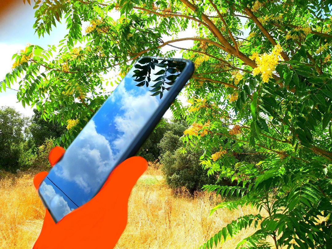 APP-identificación-arboles-sangsaviared