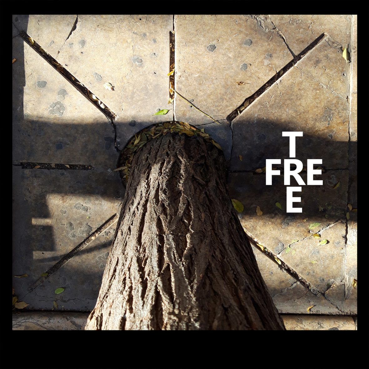 FREE TREE 1